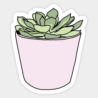 Green succulent in pink flowerpots Sticker